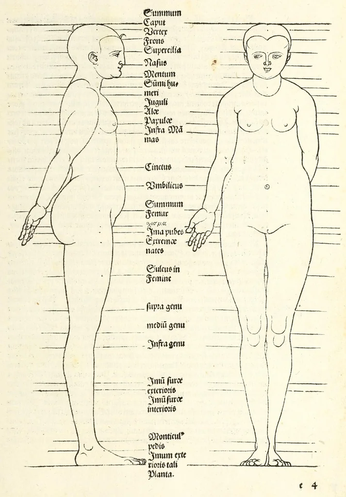 An illustration from Alberti Dureri Clarissimi pictoris et geometrae de symmetria partium in rectis formis humanorum corporum, 1532, leaf 225