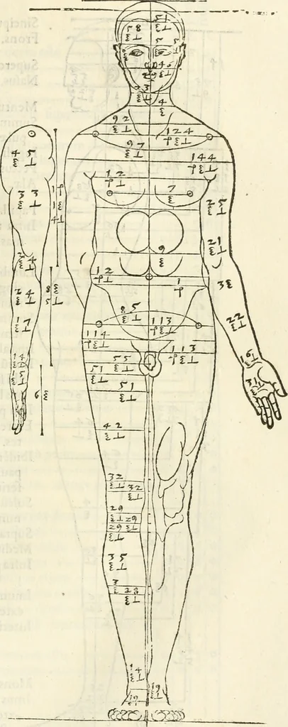 An illustration from Alberti Dvreri clarissimi pictoris et geometrae De symmetria partium humanorum corporum libri quatuor : è germanica lingua in latinam versi, 1557, leaf 110