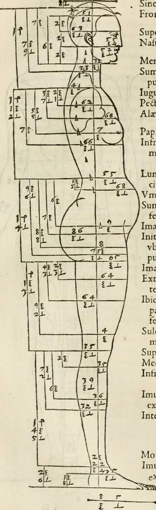 An illustration from Alberti Dvreri clarissimi pictoris et geometrae De symmetria partium humanorum corporum libri quatuor : è germanica lingua in latinam versi, 1557, leaf 111