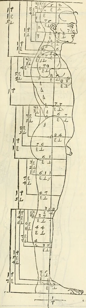 An illustration from Alberti Dvreri clarissimi pictoris et geometrae De symmetria partium humanorum corporum libri quatuor : è germanica lingua in latinam versi, 1557, leaf 114