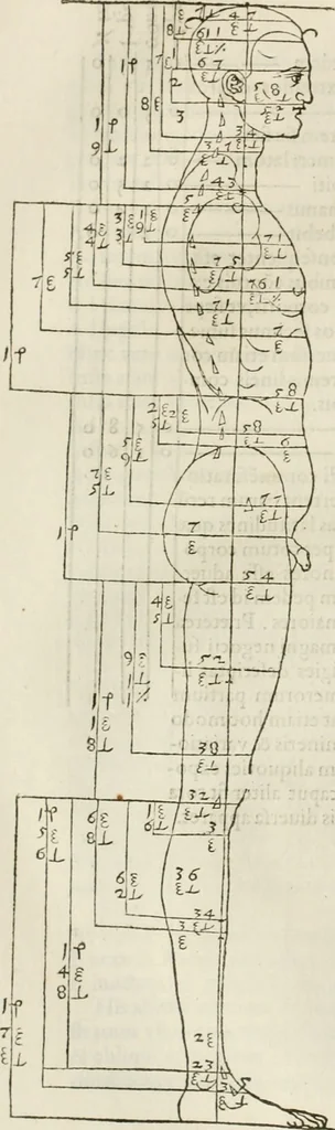 An illustration from Alberti Dvreri clarissimi pictoris et geometrae De symmetria partium humanorum corporum libri quatuor : è germanica lingua in latinam versi, 1557, leaf 139