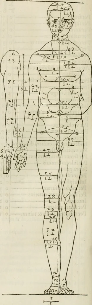 An illustration from Alberti Dvreri clarissimi pictoris et geometrae De symmetria partium humanorum corporum libri quatuor : è germanica lingua in latinam versi, 1557, leaf 139