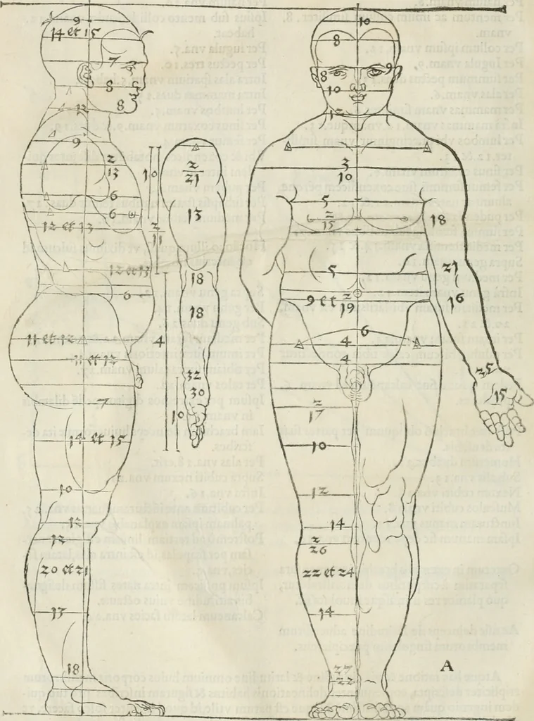 An illustration from Alberti Dvreri clarissimi pictoris et geometrae De symmetria partium humanorum corporum libri quatuor : è germanica lingua in latinam versi, 1557, leaf 15