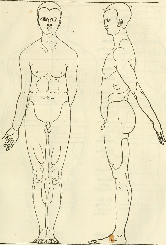 An illustration from Alberti Dvreri clarissimi pictoris et geometrae De symmetria partium humanorum corporum libri quatuor : è germanica lingua in latinam versi, 1557, leaf 156