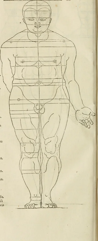 An illustration from Alberti Dvreri clarissimi pictoris et geometrae De symmetria partium humanorum corporum libri quatuor : è germanica lingua in latinam versi, 1557, leaf 157