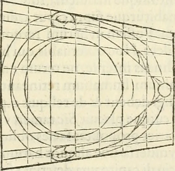 An illustration from Alberti Dvreri clarissimi pictoris et geometrae De symmetria partium humanorum corporum libri quatuor : è germanica lingua in latinam versi, 1557, leaf 166