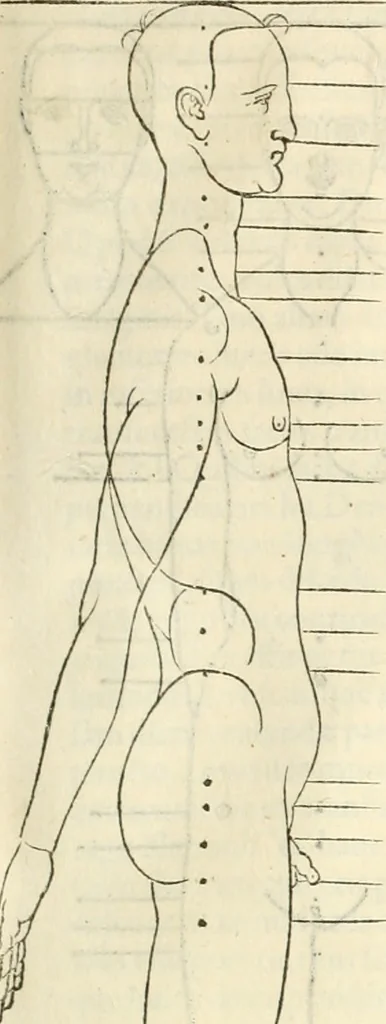 An illustration from Alberti Dvreri clarissimi pictoris et geometrae De symmetria partium humanorum corporum libri quatuor : è germanica lingua in latinam versi, 1557, leaf 184