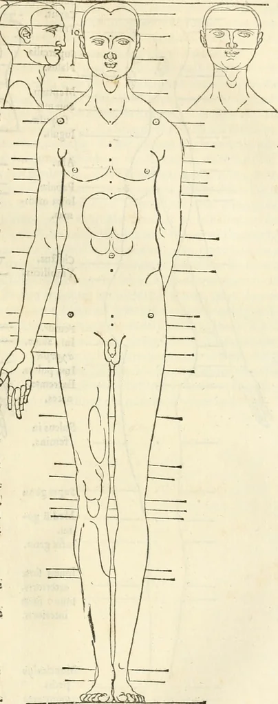 An illustration from Alberti Dvreri clarissimi pictoris et geometrae De symmetria partium humanorum corporum libri quatuor : è germanica lingua in latinam versi, 1557, leaf 184