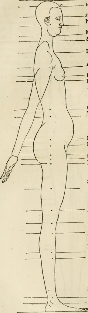 An illustration from Alberti Dvreri clarissimi pictoris et geometrae De symmetria partium humanorum corporum libri quatuor : è germanica lingua in latinam versi, 1557, leaf 185