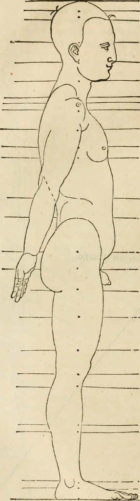An illustration from Alberti Dvreri clarissimi pictoris et geometrae De symmetria partium humanorum corporum libri quatuor : è germanica lingua in latinam versi, 1557, leaf 191