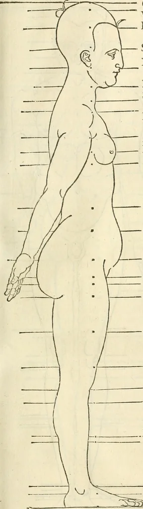 An illustration from Alberti Dvreri clarissimi pictoris et geometrae De symmetria partium humanorum corporum libri quatuor : è germanica lingua in latinam versi, 1557, leaf 192