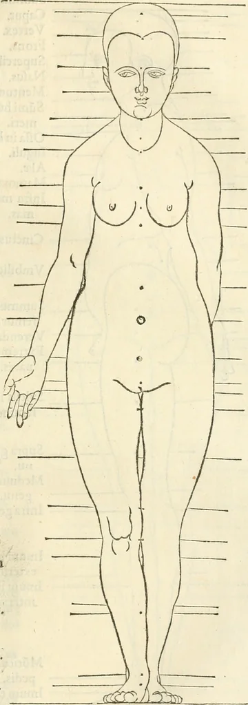 An illustration from Alberti Dvreri clarissimi pictoris et geometrae De symmetria partium humanorum corporum libri quatuor : è germanica lingua in latinam versi, 1557, leaf 192