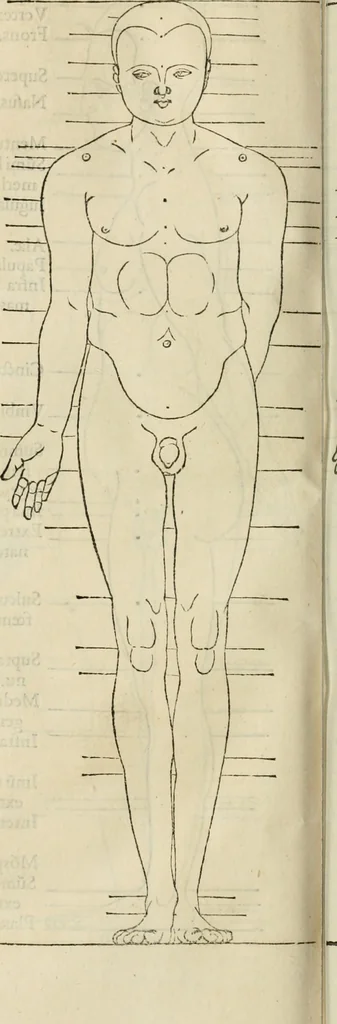 An illustration from Alberti Dvreri clarissimi pictoris et geometrae De symmetria partium humanorum corporum libri quatuor : è germanica lingua in latinam versi, 1557, leaf 193