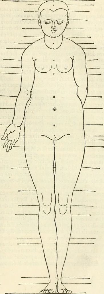 An illustration from Alberti Dvreri clarissimi pictoris et geometrae De symmetria partium humanorum corporum libri quatuor : è germanica lingua in latinam versi, 1557, leaf 194
