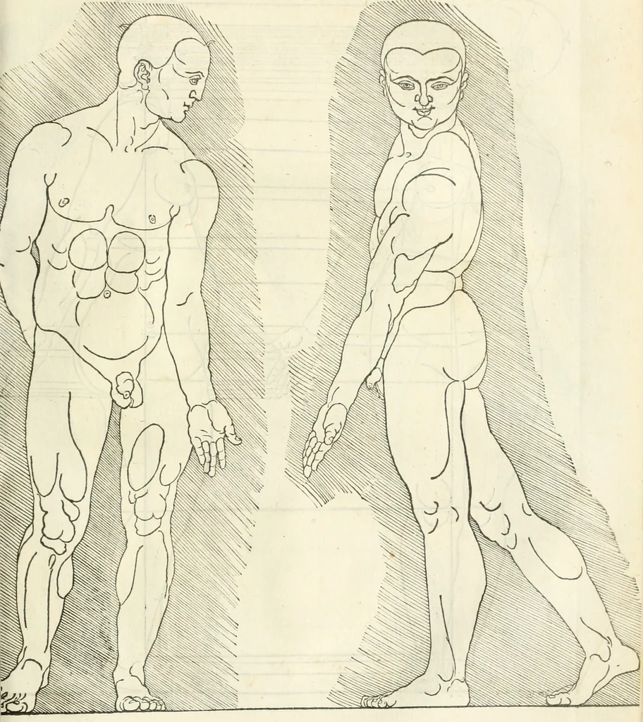 An illustration from Alberti Dvreri clarissimi pictoris et geometrae De symmetria partium humanorum corporum libri quatuor : è germanica lingua in latinam versi, 1557, leaf 216