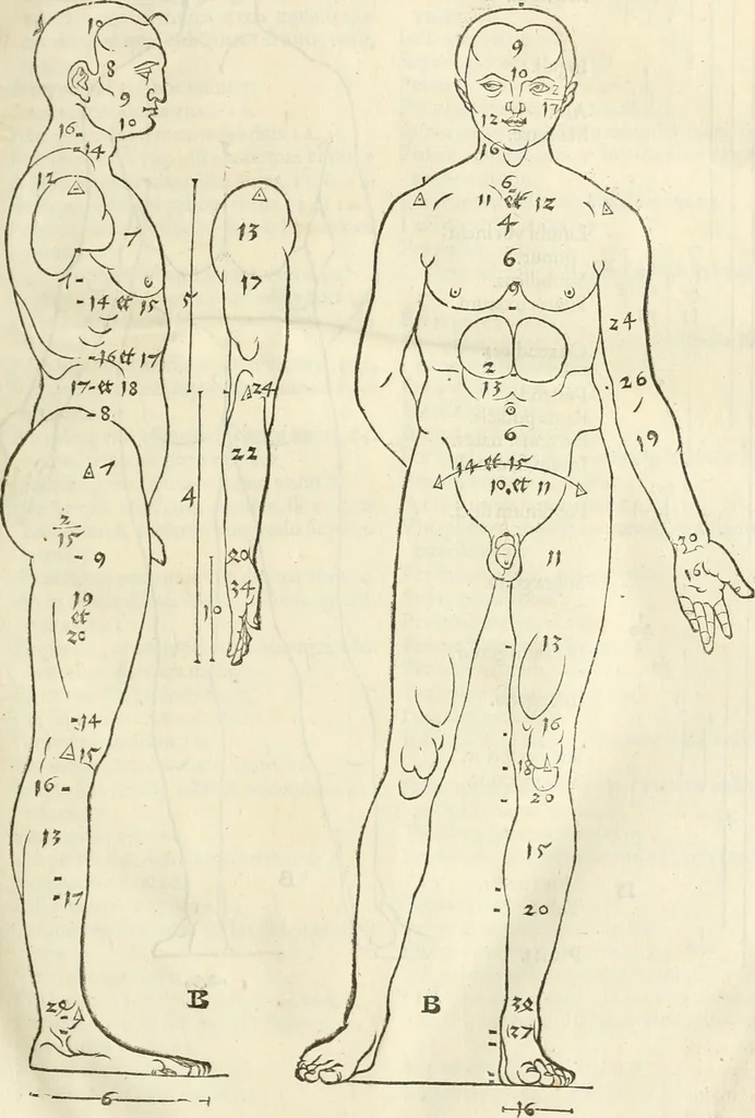 An illustration from Alberti Dvreri clarissimi pictoris et geometrae De symmetria partium humanorum corporum libri quatuor : è germanica lingua in latinam versi, 1557, leaf 22