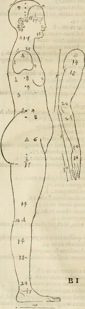 An illustration from Alberti Dvreri clarissimi pictoris et geometrae De symmetria partium humanorum corporum libri quatuor : è germanica lingua in latinam versi, 1557, leaf 25