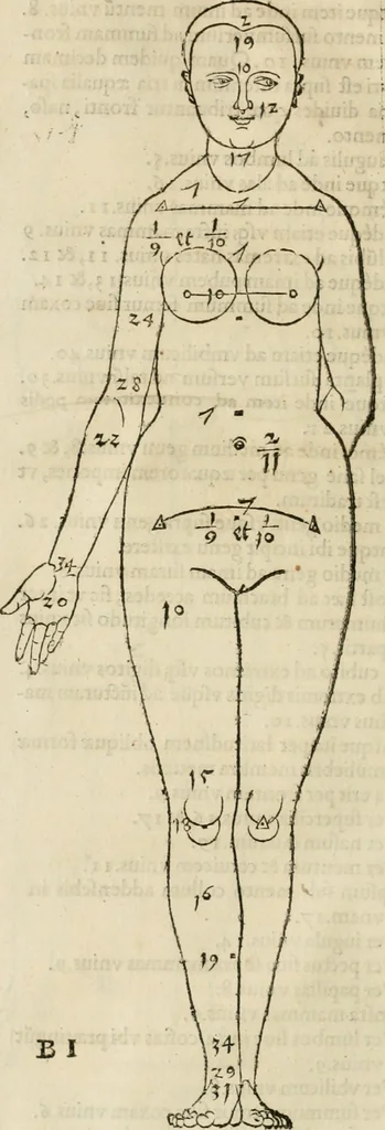 An illustration from Alberti Dvreri clarissimi pictoris et geometrae De symmetria partium humanorum corporum libri quatuor : è germanica lingua in latinam versi, 1557, leaf 25