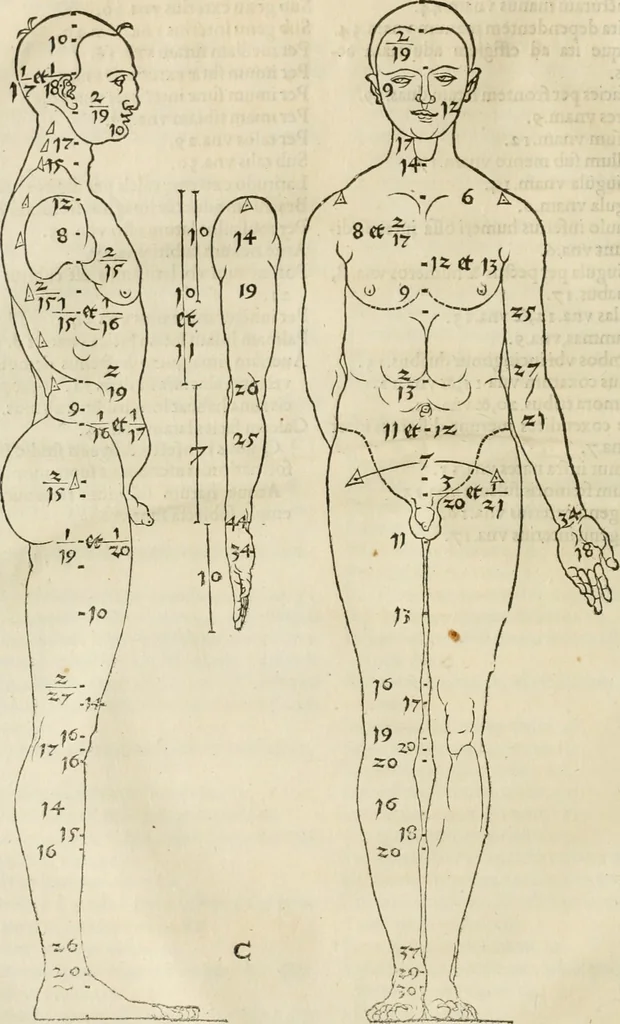 An illustration from Alberti Dvreri clarissimi pictoris et geometrae De symmetria partium humanorum corporum libri quatuor : è germanica lingua in latinam versi, 1557, leaf 29