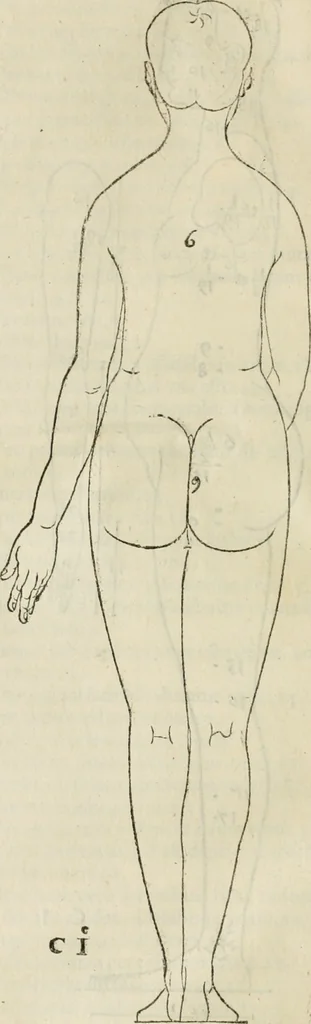 An illustration from Alberti Dvreri clarissimi pictoris et geometrae De symmetria partium humanorum corporum libri quatuor : è germanica lingua in latinam versi, 1557, leaf 33