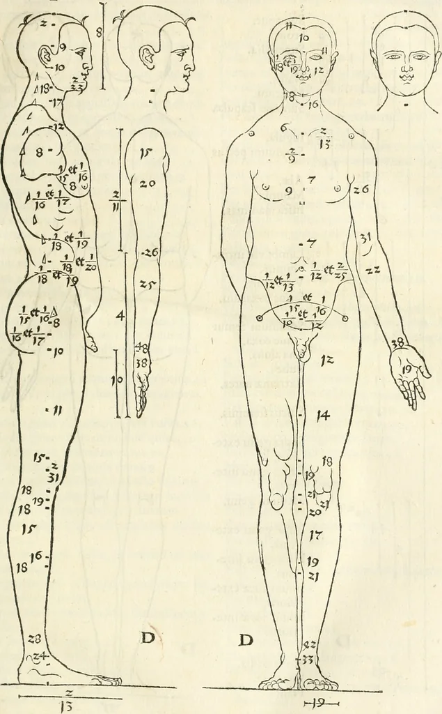 An illustration from Alberti Dvreri clarissimi pictoris et geometrae De symmetria partium humanorum corporum libri quatuor : è germanica lingua in latinam versi, 1557, leaf 36
