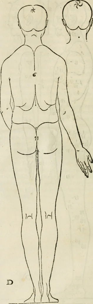 An illustration from Alberti Dvreri clarissimi pictoris et geometrae De symmetria partium humanorum corporum libri quatuor : è germanica lingua in latinam versi, 1557, leaf 37