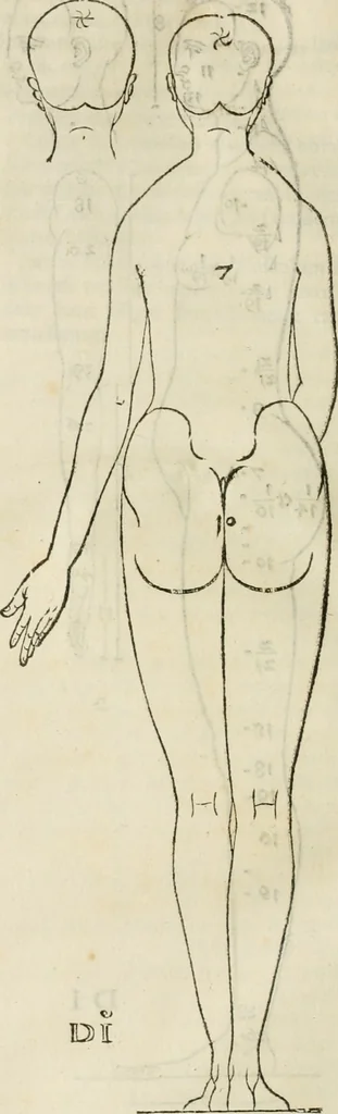 An illustration from Alberti Dvreri clarissimi pictoris et geometrae De symmetria partium humanorum corporum libri quatuor : è germanica lingua in latinam versi, 1557, leaf 41