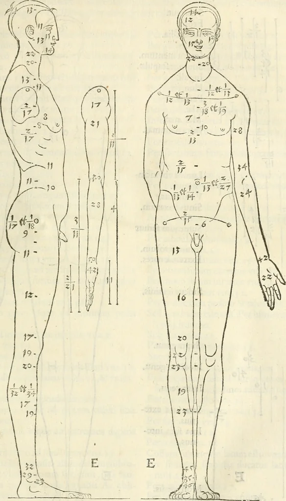 An illustration from Alberti Dvreri clarissimi pictoris et geometrae De symmetria partium humanorum corporum libri quatuor : è germanica lingua in latinam versi, 1557, leaf 44