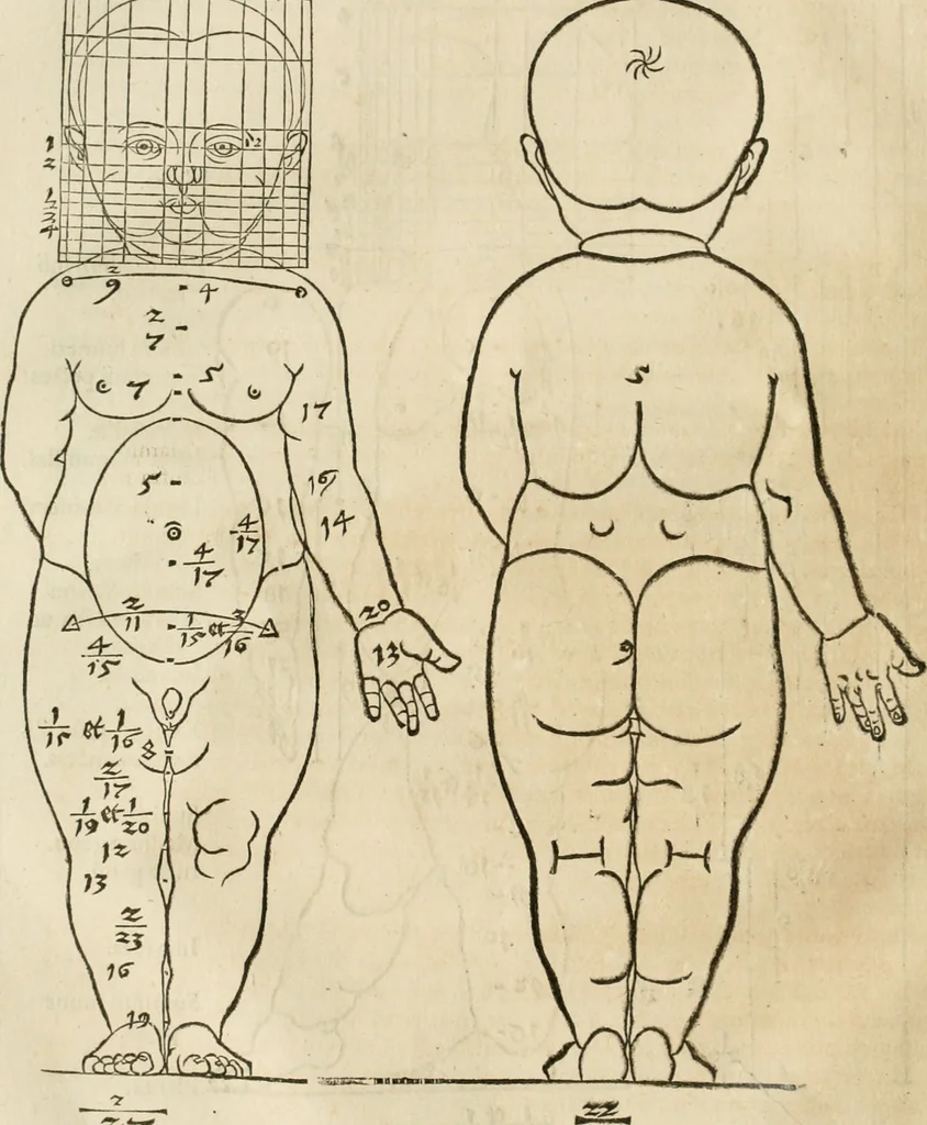 An illustration from Alberti Dvreri clarissimi pictoris et geometrae De symmetria partium humanorum corporum libri quatuor : è germanica lingua in latinam versi, 1557, leaf 65