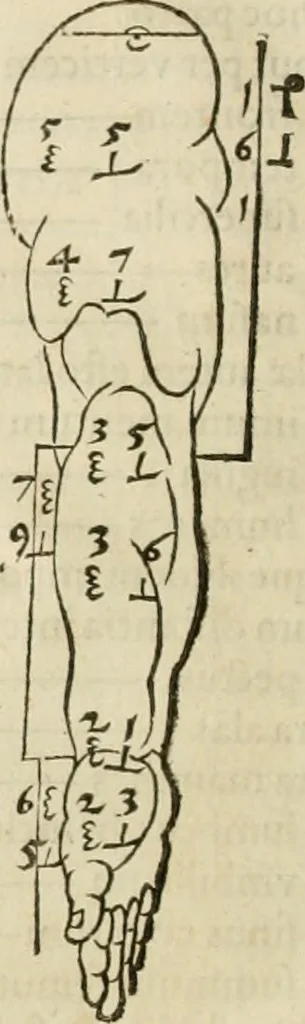 An illustration from Alberti Dvreri clarissimi pictoris et geometrae De symmetria partium humanorum corporum libri quatuor : è germanica lingua in latinam versi, 1557, leaf 69