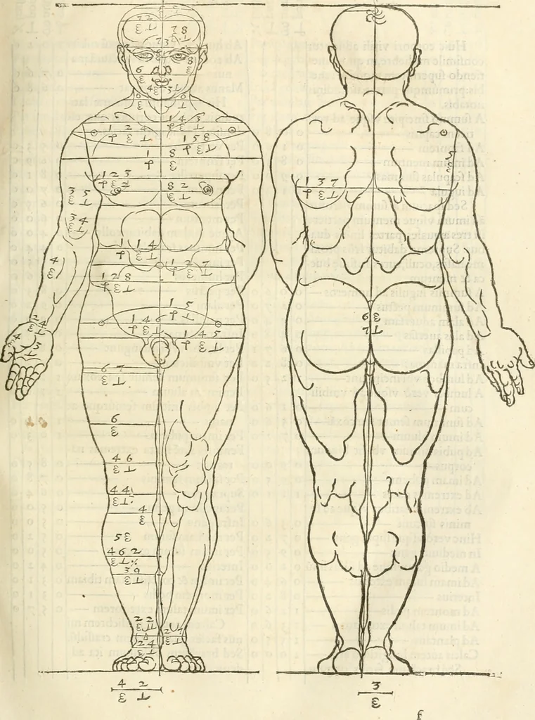 An illustration from Alberti Dvreri clarissimi pictoris et geometrae De symmetria partium humanorum corporum libri quatuor : è germanica lingua in latinam versi, 1557, leaf 70