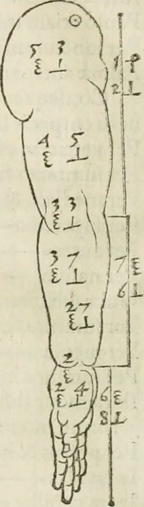 An illustration from Alberti Dvreri clarissimi pictoris et geometrae De symmetria partium humanorum corporum libri quatuor : è germanica lingua in latinam versi, 1557, leaf 73