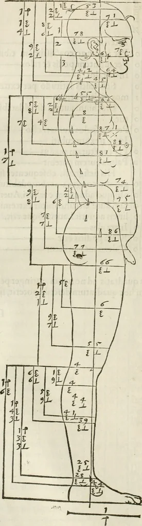 An illustration from Alberti Dvreri clarissimi pictoris et geometrae De symmetria partium humanorum corporum libri quatuor : è germanica lingua in latinam versi, 1557, leaf 77
