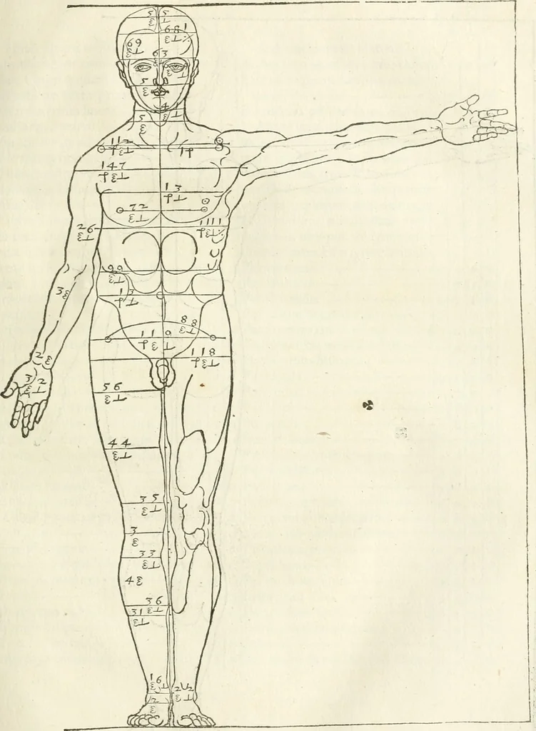 An illustration from Alberti Dvreri clarissimi pictoris et geometrae De symmetria partium humanorum corporum libri quatuor : è germanica lingua in latinam versi, 1557, leaf 78