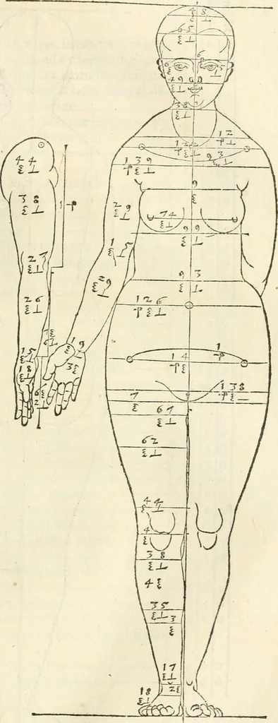 An illustration from Alberti Dvreri clarissimi pictoris et geometrae De symmetria partium humanorum corporum libri quatuor : è germanica lingua in latinam versi, 1557, leaf 82