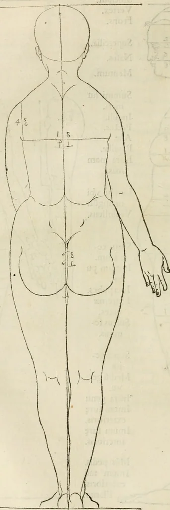 An illustration from Alberti Dvreri clarissimi pictoris et geometrae De symmetria partium humanorum corporum libri quatuor : è germanica lingua in latinam versi, 1557, leaf 83