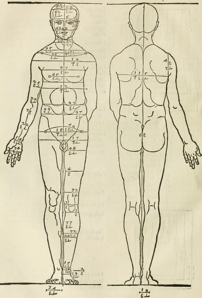 An illustration from Alberti Dvreri clarissimi pictoris et geometrae De symmetria partium humanorum corporum libri quatuor : è germanica lingua in latinam versi, 1557, leaf 87
