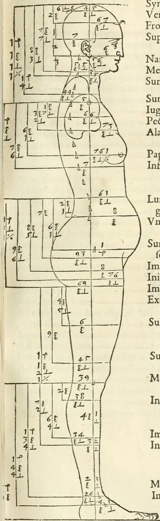 An illustration from Alberti Dvreri clarissimi pictoris et geometrae De symmetria partium humanorum corporum libri quatuor : è germanica lingua in latinam versi, 1557, leaf 90