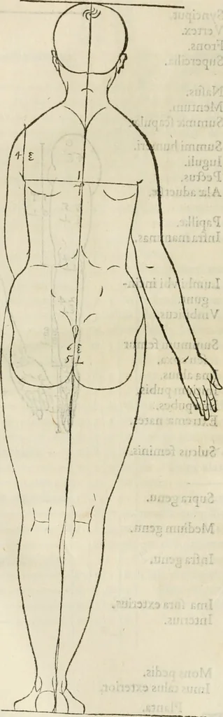 An illustration from Alberti Dvreri clarissimi pictoris et geometrae De symmetria partium humanorum corporum libri quatuor : è germanica lingua in latinam versi, 1557, leaf 91