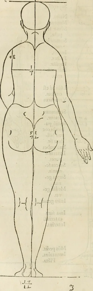 An illustration from Alberti Dvreri clarissimi pictoris et geometrae De symmetria partium humanorum corporum libri quatuor : è germanica lingua in latinam versi, 1557, leaf 95