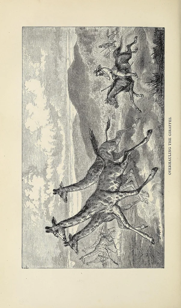 An illustration from The Albert N'yanza : great basin of the Nile, and explorations of the Nile sources, 1866, leaf 392