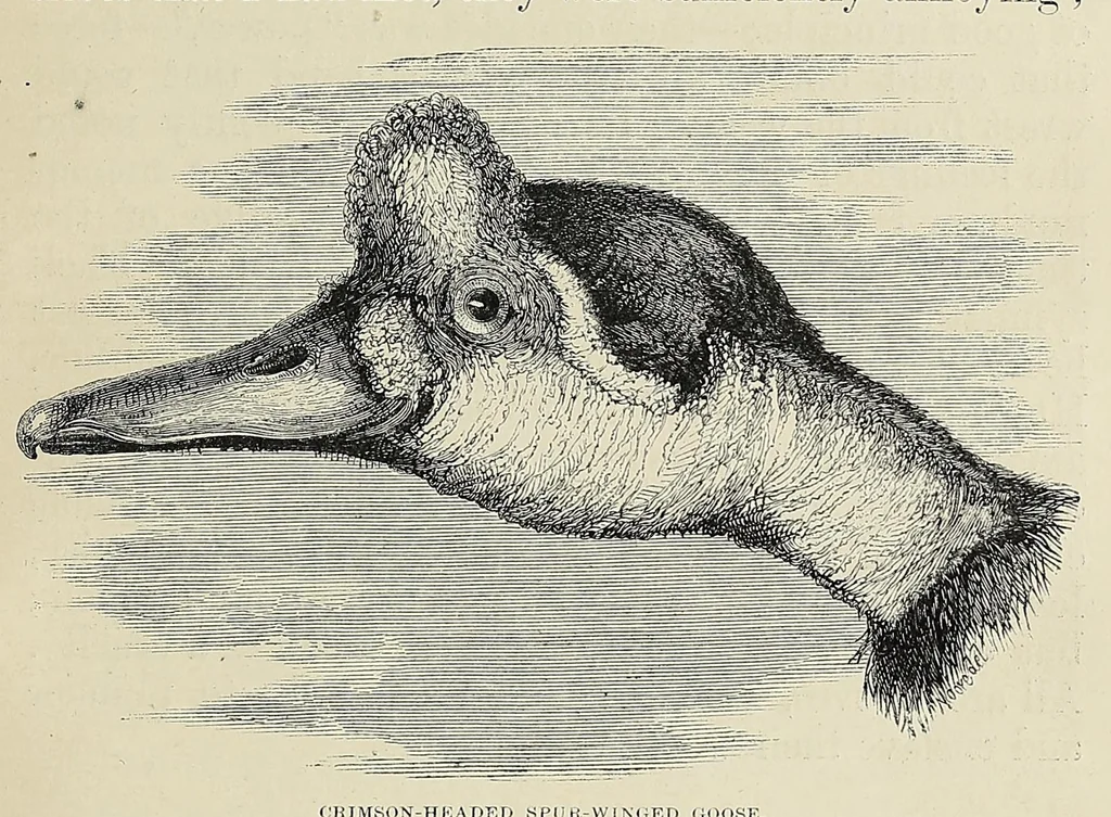 An illustration from The Albert Nyanza, great basin of the Nile, and explorations of the Nile sources, 1866, leaf 203