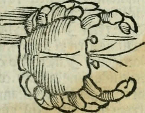 An illustration from Albumasar, De magnis [con]iunctionibus, anno[rum] reuolutio[n]ibus, ac eo[rum] profectionibus octo [con]tines tractatus, 1515, leaf 36