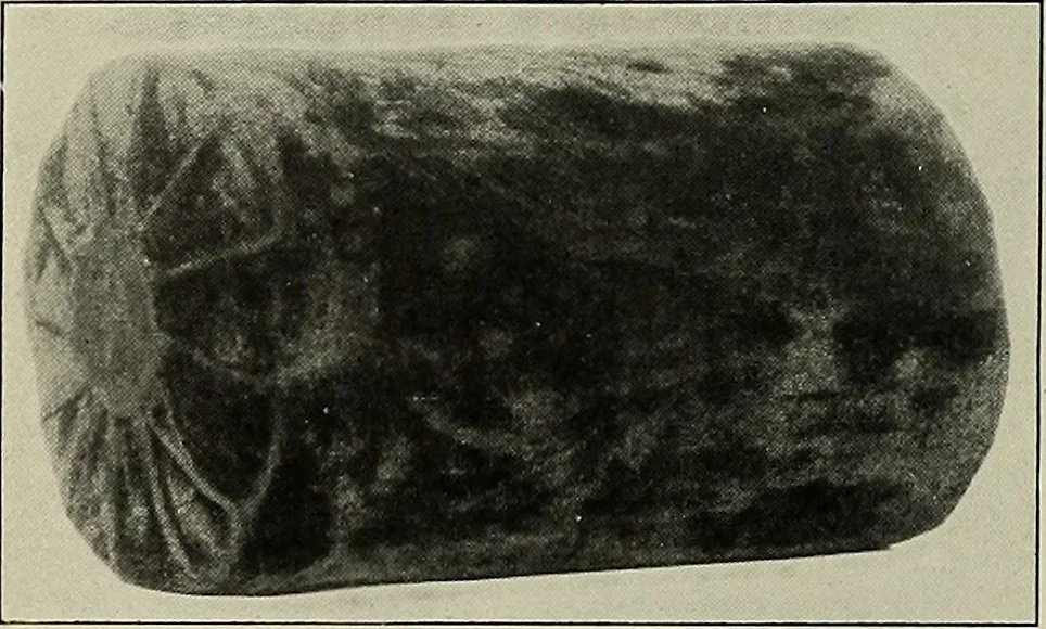 An illustration from Album de dentelle de Venise, 1900, leaf 29