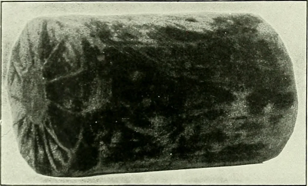An illustration from Album de dentelle de Venise, 1900, leaf 25
