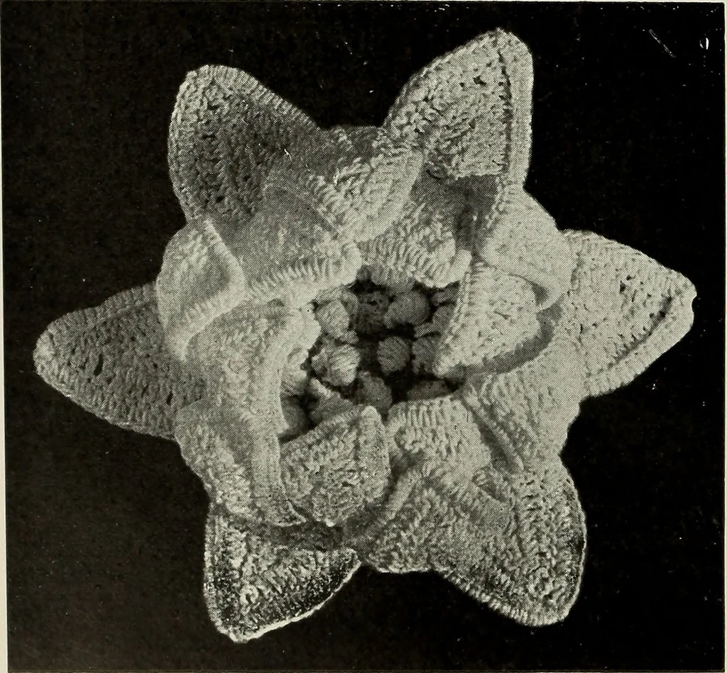 An illustration from Album de guipure d'Irlande, 1900, leaf 175
