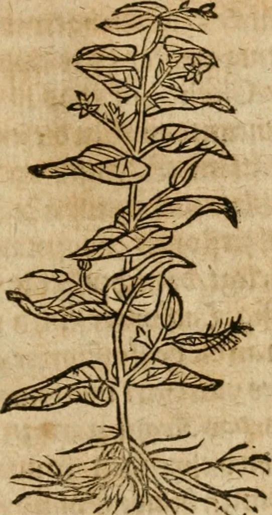 An illustration from Alchimia nova, das ist, Die güldene Kunst selbst, oder, Aller Künsten Mutter : sampt dero heimlichen Secreten, vnzehlichen verborgenen Kindern vnd Früchten ..., 1603, leaf 312