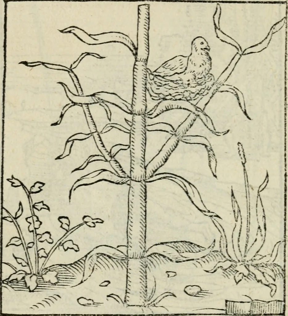 An illustration from Andreae Alciati emblematvm libellvs, 1534, leaf 51