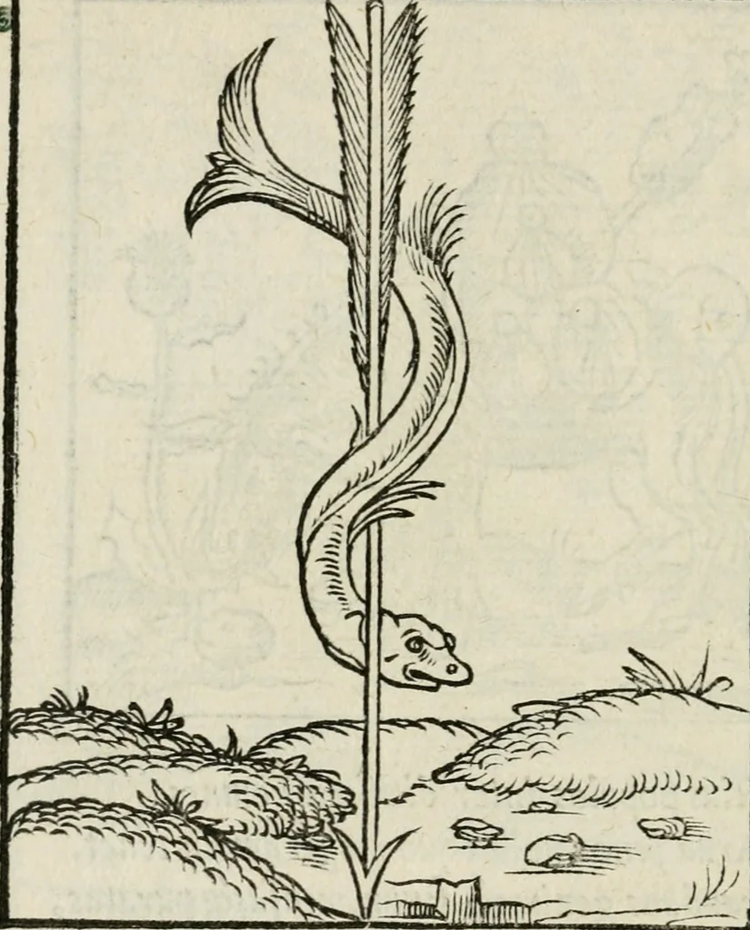 An illustration from Andreae Alciati emblematvm libellvs, 1534, leaf 59