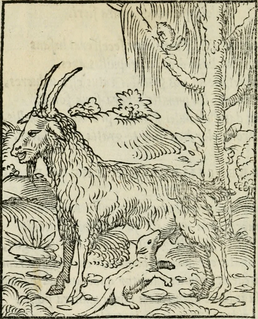 An illustration from Andreae Alciati emblematvm libellvs, 1534, leaf 99